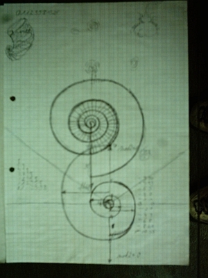 Sketch Spiral Structures, Topologies, and Fibonacci numbers, Chaos theory and Harmony